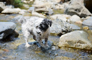 Islak köpek nehirde suyla oynuyor. Eğlenceli.