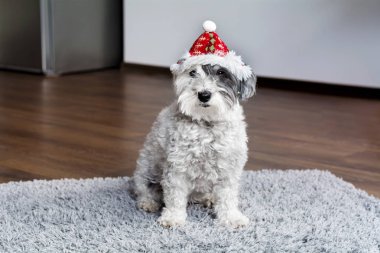 Şirin ve kabarık küçük beyaz köpek evin içinde