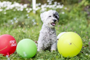 beyaz küçük havanese köpek park balonlar ile onun Doğum günü partisi kutluyor