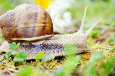 Closeup af ormandaki bir salyangoz