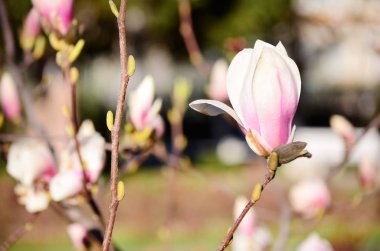 Sevimli çiçek blossom doğa arka plan üzerinde