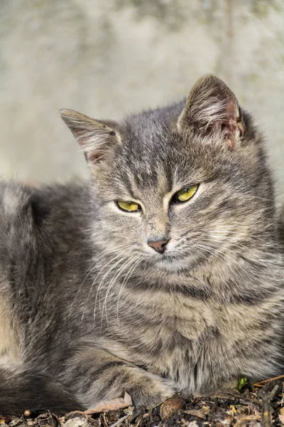 Kleine Schattige Kitten Kijken Naar Camera — Stockfoto