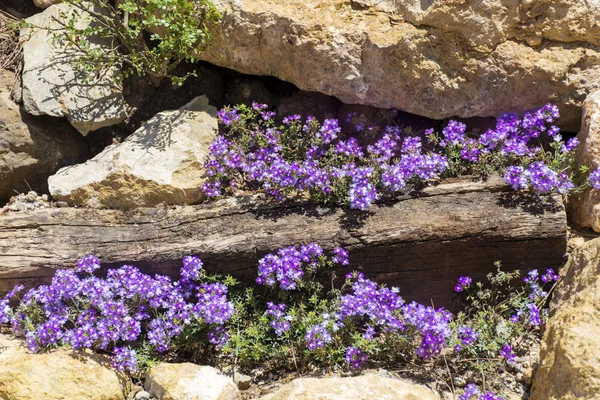 生长在岩石中的紫色花朵 — 图库照片