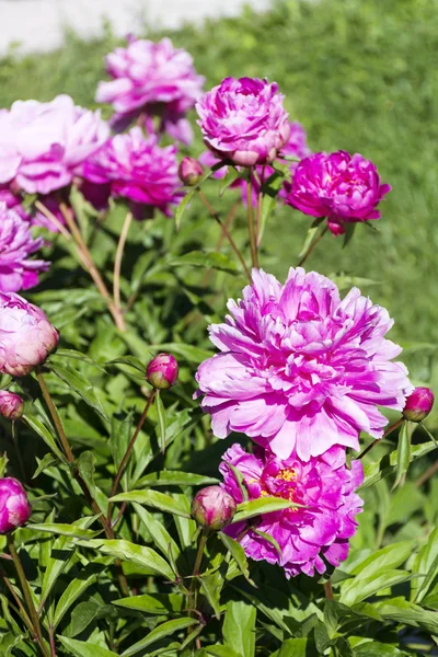 Egy Szép Virágzó Bazsarózsa Bokor Rózsaszín Virágokat Kertben — Stock Fotó