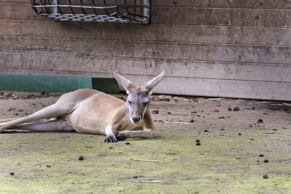 Kanguru Hayvanat Bahçesinde Rahatlatıcı — Stok fotoğraf