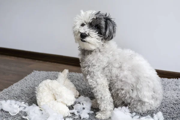 Poodle Σκυλί Βελούδινα Παιχνίδι Στο Στόμα Φτιαγμένος Έναs Μπέρδεμα Στο — Φωτογραφία Αρχείου