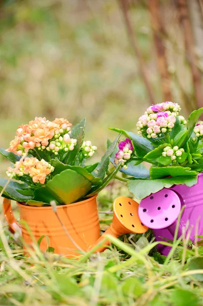 Drenken Blikjes Met Kleurrijke Bloemen — Stockfoto