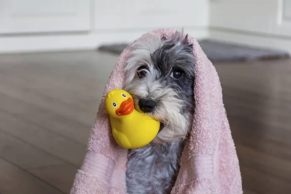 Cão Bonito Com Toalha Rosa Pato Borracha Amarelo Pronto Para — Fotografia de Stock