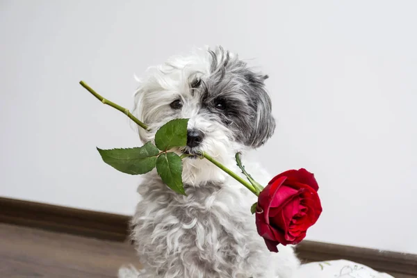 Chien Amoureux Rose Rouge Dans Bouche Jour Saint Valentin — Photo