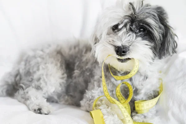 Bonito Cão Poodle Com Medidor Medição Boca — Fotografia de Stock