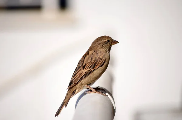 Hungry Beautiful Sparrow Looking Food — Stock Photo, Image