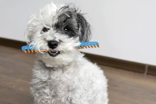 Cute Dog Comb Mouth — Stock Photo, Image