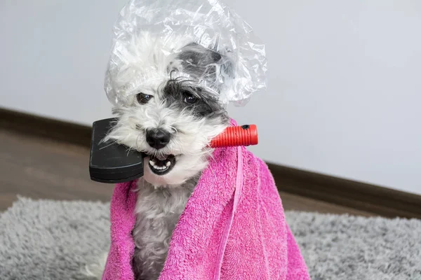 Bonito Cão Com Pente Boca Touca Banho Toalha — Fotografia de Stock
