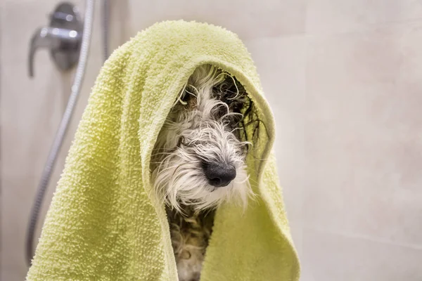 yeşil bir havlu ile banyo sonra ıslak kaniş köpek