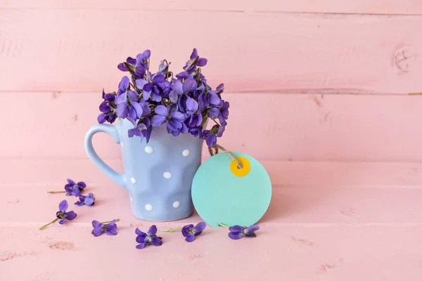 Schattige Bloemen Bloeien Kleurrijke Pot — Stockfoto