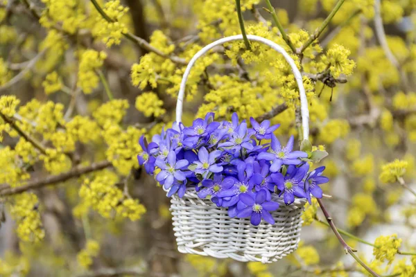 Cute Flowers Blossom Nature Background — Stock Photo, Image