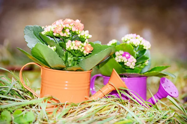 Latas Rega Com Flores — Fotografia de Stock