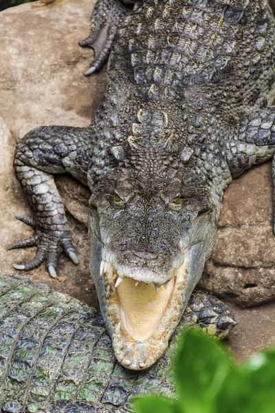 Crocodili Într Grădină Zoologică — Fotografie, imagine de stoc