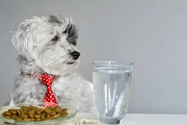 Pies Pudel Biały Czerwony Krawat Jedzenia Przy Stole — Zdjęcie stockowe