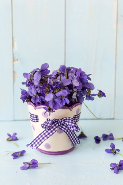 Schattige Bloemen Bloeien Kleurrijke Pot — Stockfoto