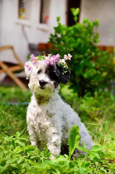 Piękny Biały Pies Wieniec Kwiatów Lasu — Zdjęcie stockowe