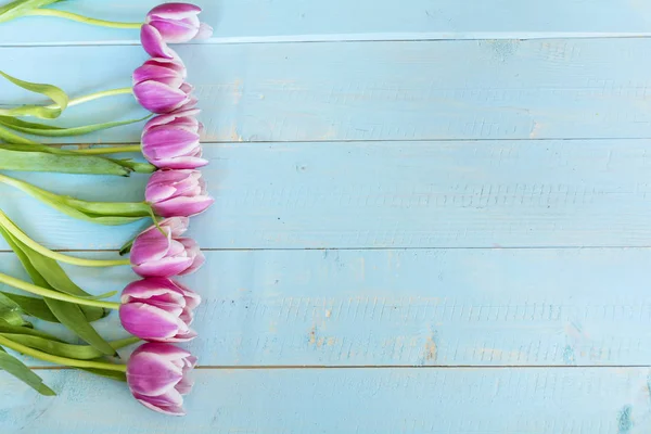 Flores Tulipán Rosa Sobre Fondo Azul Vista Superior — Foto de Stock
