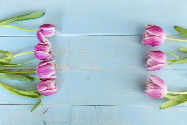 Flores Tulipán Rosa Sobre Fondo Azul Vista Superior — Foto de Stock