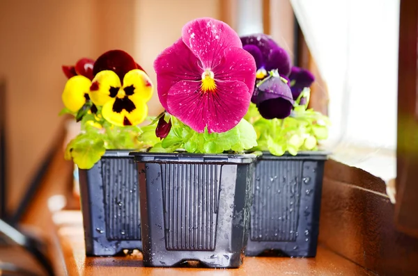 Flores Vasos Parapeito Janela — Fotografia de Stock