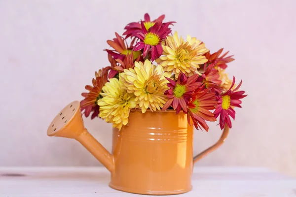 beautiful chrysanthemums flowers in a small watering cans.Home decoration