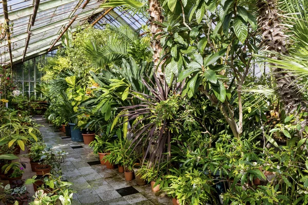 Des Plantes Vertes Plantées Dans Jardin Botanique — Photo