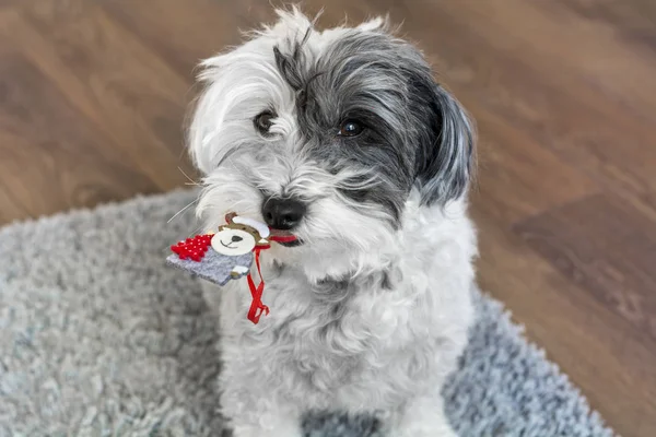 Gros Plan Chien Mignon Assis Sur Tapis Tenant Jouet Arbre — Photo