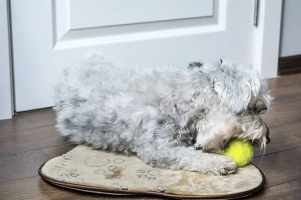 Cane Avanese Bianco Con Palla Tennis Bocca Attesa Giocare — Foto Stock