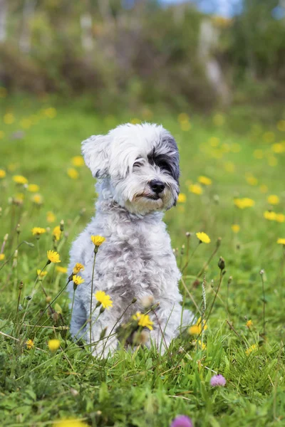 Portret Biały Pies Siedzi Pole Kwiatów — Zdjęcie stockowe
