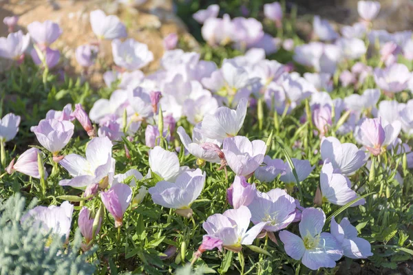 Aranyos Virágok Virága Természet Háttér — Stock Fotó