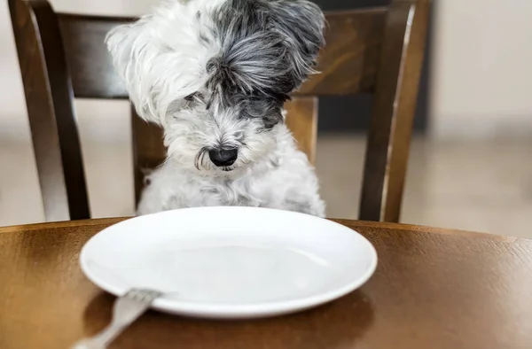Χαριτωμένο Μικρό Λευκό Σκυλί Άδειο Λευκό Πιάτο Στο Τραπέζι Της — Φωτογραφία Αρχείου