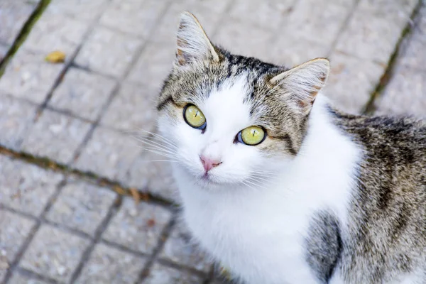 Portret Van Een Mooie Groene Ogen Witte Kat Kijken Naar — Stockfoto