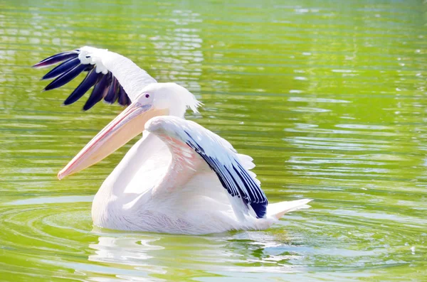 Pelikan See — Stockfoto