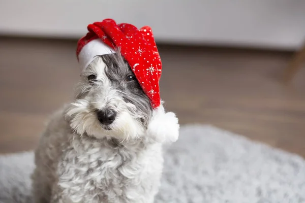 Pies Santa Hat Koncepcja Boże Narodzenie — Zdjęcie stockowe