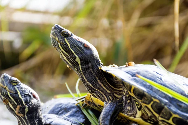 Schildkröten Sumpf — Stockfoto