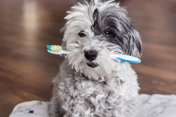 Cane Barboncino Bianco Con Uno Spazzolino Bocca — Foto Stock