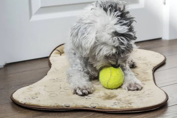 White Havanese Dog Tennis Ball Mouth Waiting Play — 스톡 사진