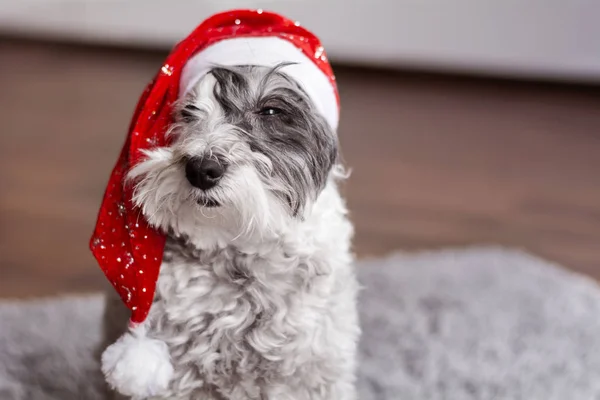 Cute dog in santa hat, christmas concept