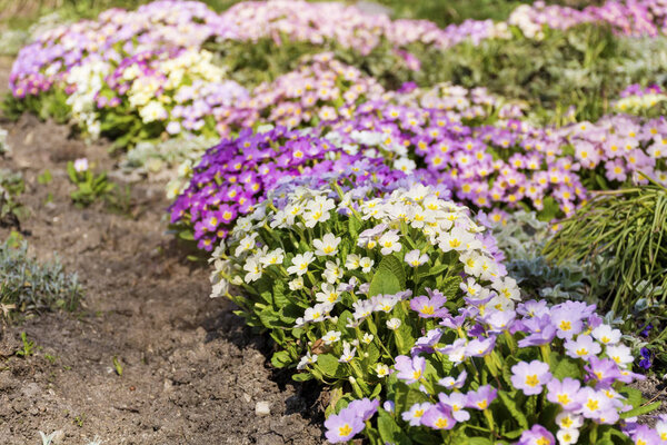 beautiful primroses flowers in a spring garden