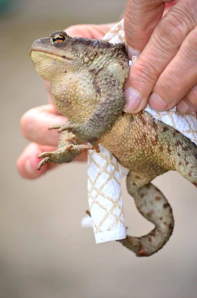 Männliche Hände Halten Frosch — Stockfoto