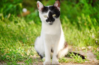 güzel bebek kedi portresi