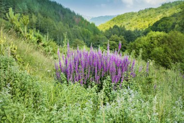 Dağ güzel zambak çiçekler
