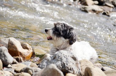 Yaylalar nehir ayakta sevimli küçük köpek