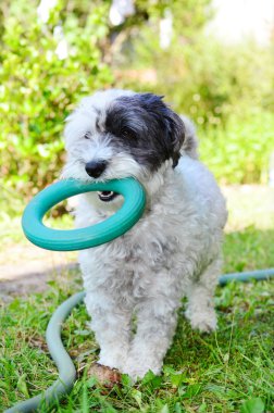 Dost köpek halka ile oynuyor