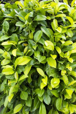 yeşil yapraklar, kapatın