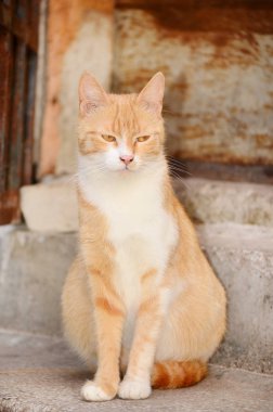 kameraya bakarak hamile turuncu kedi